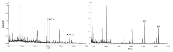 인산화 펩타이드의 MALDI-TOF 스펙트럼. (왼쪽) Ovalbumin, (오른쪽) β-casein