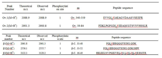인산화 펩타이드의 질량값 및 시퀀스 (위) Ovalbumin, (아래) β-casein