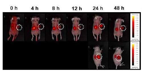 분자 영상화를 통한 시간별 생체 내 형광 분포