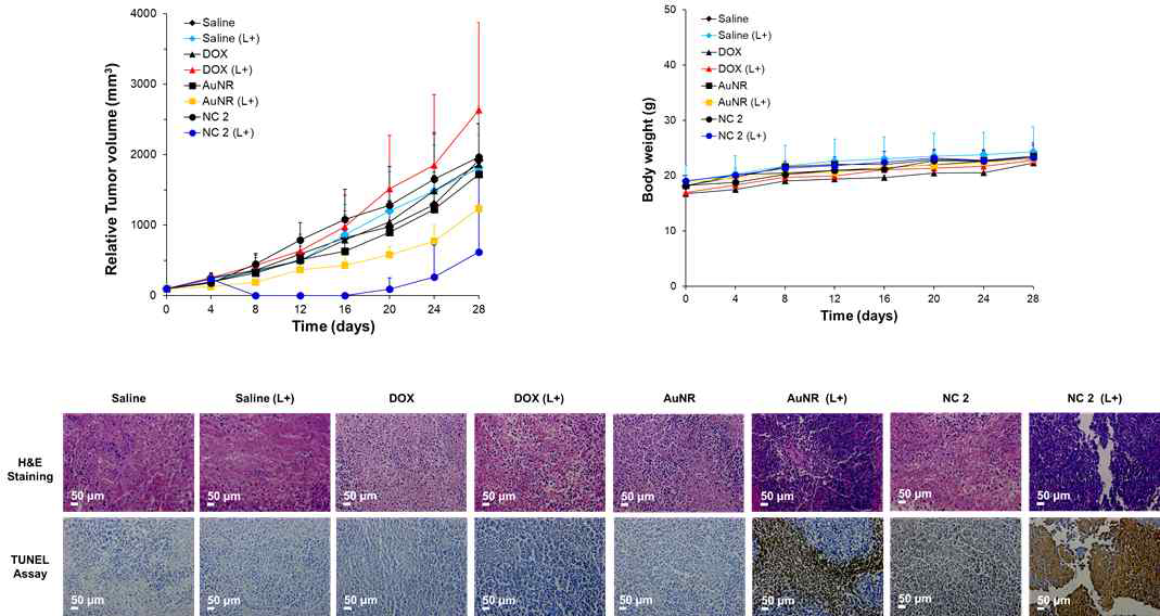 NC 2의 in vivo 광열효과 확인 :상대적인 종양 크기 비교 및 세포 독성 및 조직학적 연구