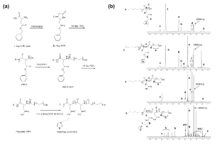 PAIM-PEG 고분자 합성법과 NMR 결과