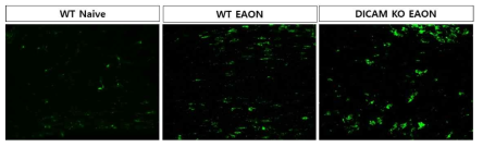 WT과 DICAM KO 마우스의 EAON 증상 비교. WT-EAON 보다 DICAM KO-EAON 마우스의 시신경염이 더욱 진행되었음. 그림은 EAON 모델에서 Iba-1 염색을 이용한 microglia/macrophage를 나타냄