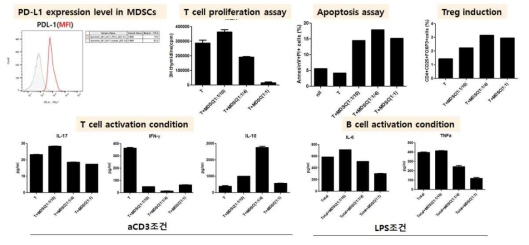 Human PD-L1+MDSC에 의한 human면역세포 조절능 분석