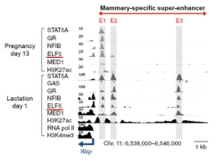유선조직 특이적으로 발현되는 Wap 슈퍼 인핸서의 형성과정 및 구성인자: by ChIP-seq