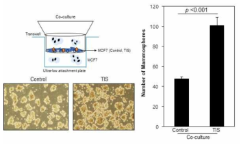 Therapy-induced senescence 된 MCF7을 가 노화 전 MCF7 유방암 세포 mammosphere 형성을 촉진하는 것을 확인