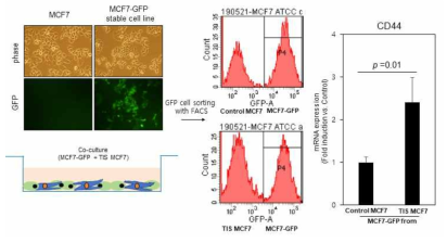 MCF7-GPF 이용하여, 노화 유도된 MCF7과 co-culture 후에 FACS를 이용하여 분리하고 변화된 유전자를 확인하는 실험 과정을 확립함