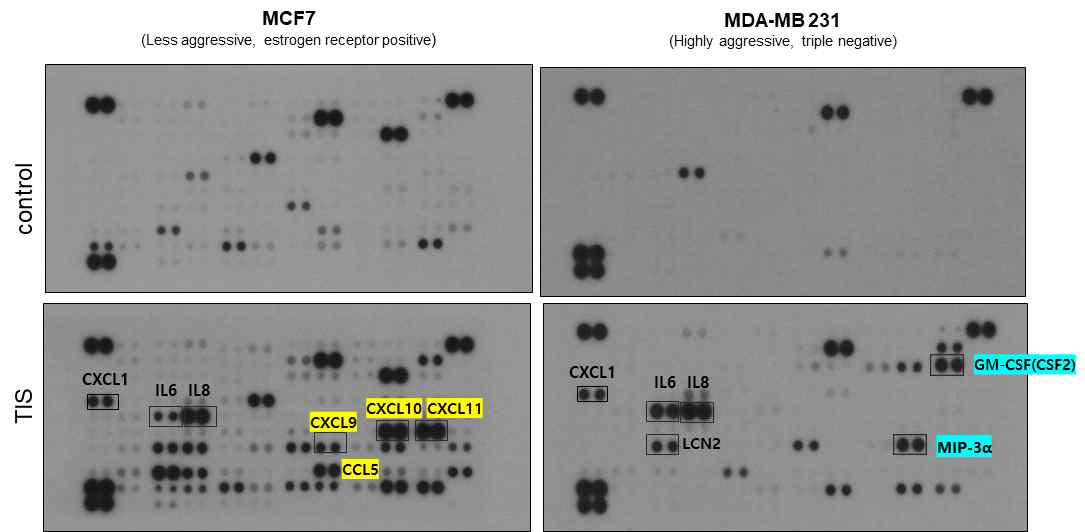 Therapy-induced senescence 된 MCF7과 MDA-MB 231세포의 SASP비교