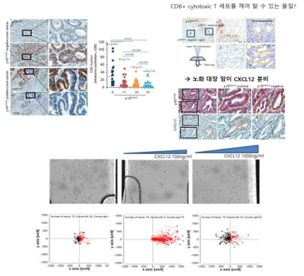 노화 대장암의 표지자인 p16를 통해, p16 발현 정도와 CD8+ T cel의 분포를 확인하고, 이후 노화암에서 특징적으로 CXCL12 발현이 증가되있음을 확인하고, CXCL12가 농도에 따라 T cell 의 chemotaxis 에 영향을 줄 수 있음을 확인함