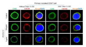CXCL12 농도에 따른 T 세포에서 CXCR4의 발현 정도