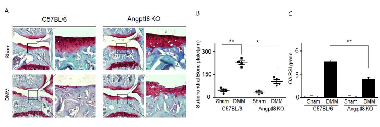 High fat diet Angptl8 KO 마우스에서 관절염유발 확인