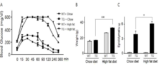 TRAFIP10 TG 마우스에서 비만지표 확인