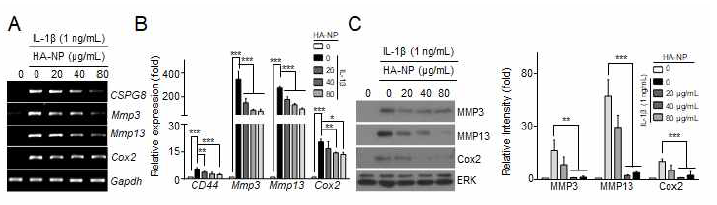 HA-NP에 의한 Catabolic factor 발현 분석 (IL-1β)