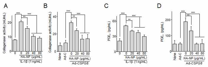 HA-NP에 의한 Collagenase활성 및 PGE2 level 확인