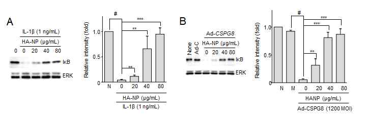 HA-NP에 의한 IκB 단백질 분석