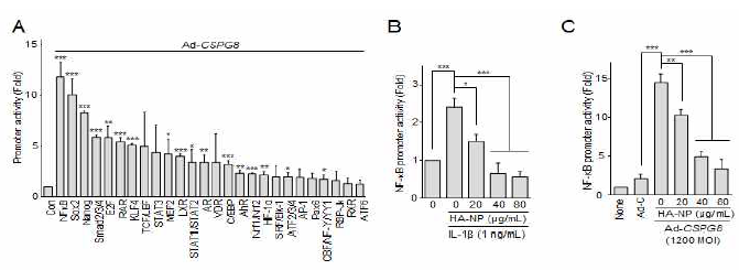 HA-NP에 의한 NF-κB 활성분석