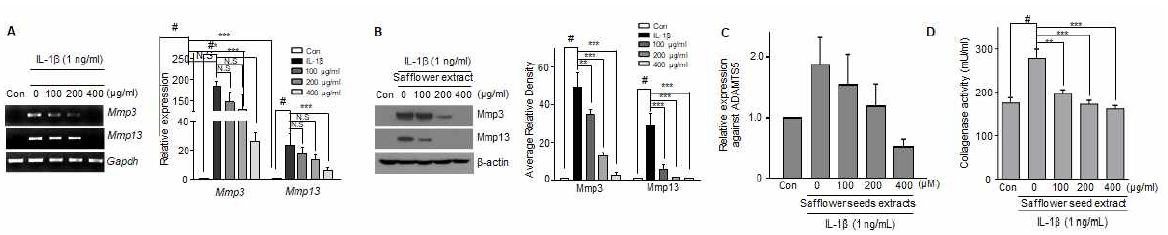 홍화 추출물에 의한 catabolic factor 발현 및 활성확인