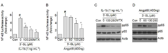 3‘-SL에 의한 NF-kB 활성 측정