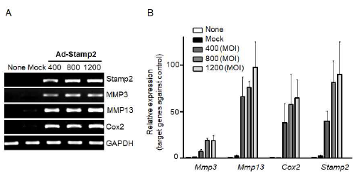 Stamp2에 의한 Catabolic factor 발현분석