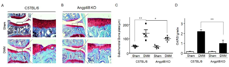 Angptl8 KO 마우스에서 관절염 유발확인