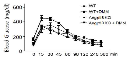 DMM수술후 WT과 KO에서 GTT분석