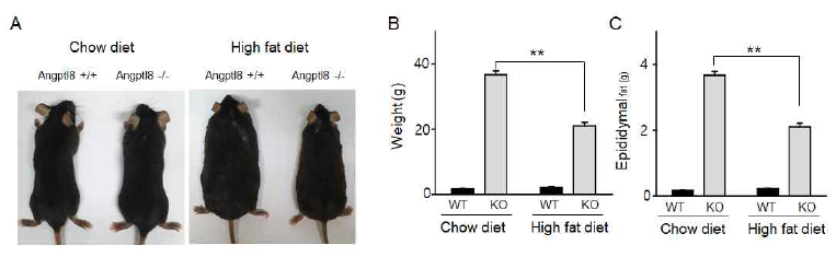 WT과 KO에서의 체중 및 지방무게 변화 확인