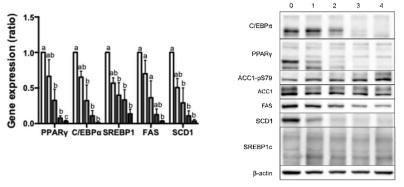 지방합성 및 지방산생합성 기전 분석(A, mRNA 발현; B, 효소 활성)