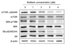 로틀린의 mTORC1 조절