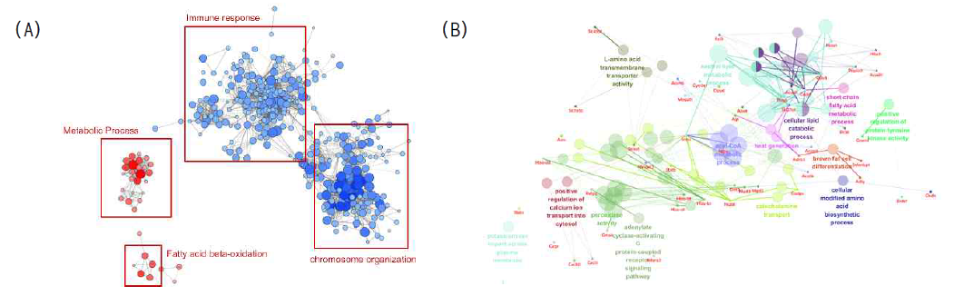 백색지방 내 유전자 발현 분석(A, 유전자 온톨로지; B, 네트워크 시각화)