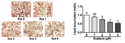 Oil red O 염색을 통한 로틀린의 지방 축적 억제능 평가