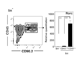 Group 3 ILCs을 단독 분리하기 위한 flow cytometry strategy