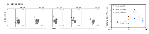 Circadian rhythm에 따른 ILC3에서 IL-22의 mRNA분석을 PrimeFlow 기법을 통해 확인함