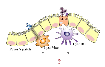 Peyer’s patch에서 장내 미생물의 자극에 의한 항원제시세포 활성화에 대한 본 연구내용