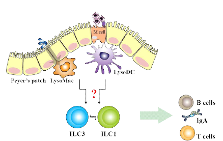 Peyer’s patch에서 항원제시세포에 의한 ILC 조절에 대한 본 연구내용