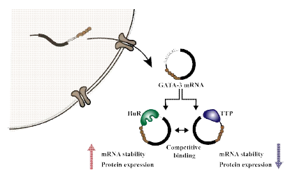 RNA binding protein에 의한 전사 후 조절기전