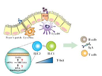Peyer’s patch에서 전사 후 조절에 의한 ILCs 가소성 조절에 대한 본 연구내용