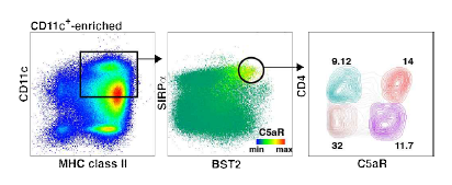 Peyer’s patch에서 SED에 위치하는 LysoDCs와 LysoMacs를 분석하는 flow cytometry strategy