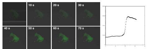 분리된 LysoMacs에 complement를 처리 할 경우 intracellular calcium의 농도가 증가를 확인함