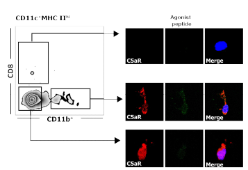 Peyer’s patch에서 C5aR+ 항원제시세포에서 agonist peptide의 결합을 확인함