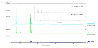 XRD를 통한 수산화인회석과 스트루바이트 검출 확인 결과