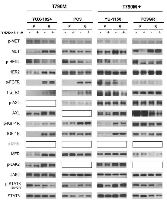 YH25448 획득내성 세포주에서 EGFR TKI 획득내성과 연관있는 신호전달 단백질들의 발현 변화