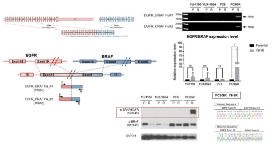 PC9GR-YHR세포주에서 EGFR-BRAF fusion 유전자 확인