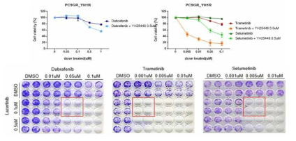 PC9GR-YHR세포주에서 BRAF pathway 억제 항암제와 YH25448과의 병용요법