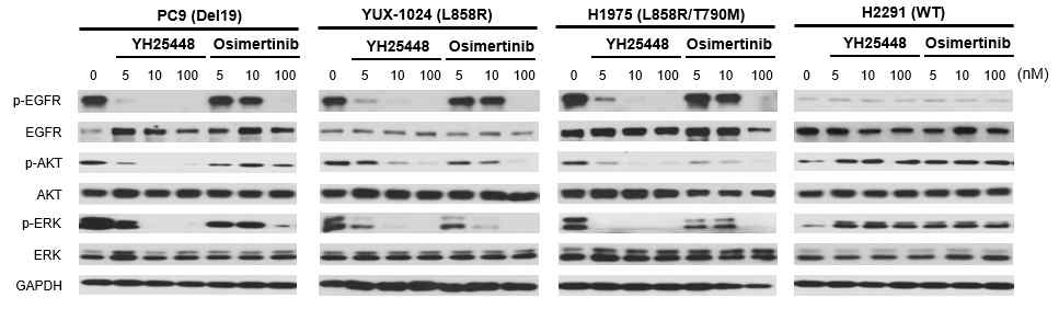 EGFR 유전자 변이를 가지고 있는 비소세포성 폐암 세포주에서 3세대 EGFR-TKI인 YH25448과 osimertinib의 EGFR 신호전달 억제를 확인