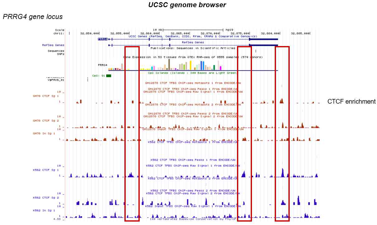 EGFR-TKI 항암제 내성관련 candidate 유전자들 중 PRRG4 gene locus에서의 CTCF enrichment 위치와 정도를 UCSC genome browser에서 확인