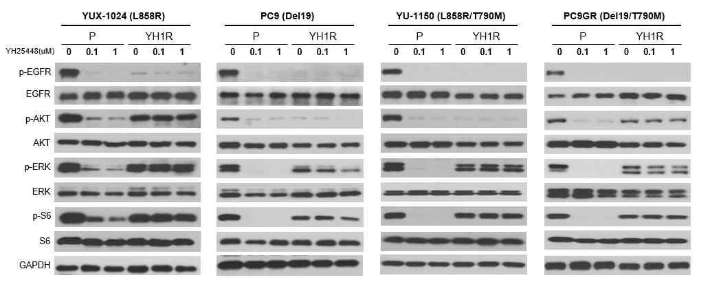 YH25448 획득내성 세포주들에서의 EGFR downstream signaling pathways 변화