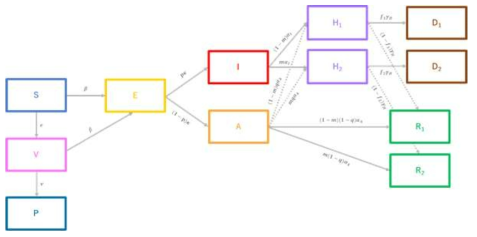 코로나19 백신도입 모델. 감수성자 그룹(S), 잠복 감염자 그룹(E), 증상이 있는 감염자 그룹(I), 무증상 감염자 그룹(A), 확진 되어 격리된 그룹(H), 회복자(또는 사망) 그룹(R), 백신접종 그룹(V), 백신 접종 후 면역생성자 그룹(P)