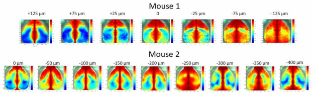 두 마리의 쥐에서 획득한 광학적 초점거리에 따른 동종 뇌기능 연결성 변화를 보여주는 영상