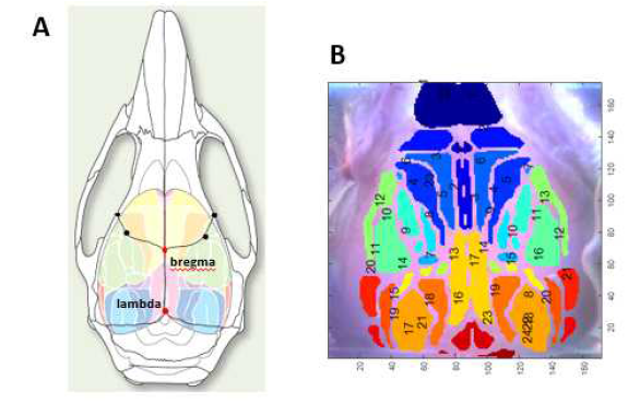 A 쥐 두개골 및 뇌 해부학적 구조, B 뇌기능연결성 분석을 위한 뇌기능영역 구분도