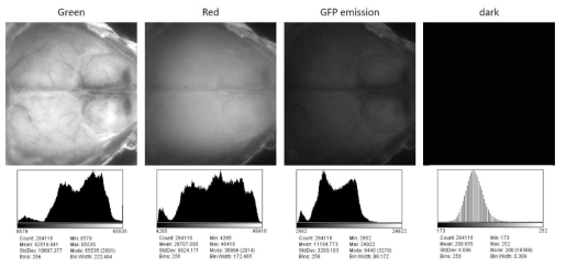 칼슘이온/광고유신호 영상 동시획득을 위한 각 파장에 따른 획득 영상, Green과 Red는 광고유신호 영상을 위한 광원이며, GFP emission 영상은 칼슘이온 농도변화를 보여줌, 그리고 Dark 영상은 조사광이 없을 경우 획득되는 background 신호를 나타냄