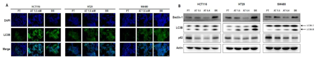 HCT116, HT29 및 SW480 PT 및 BR 대장암 세포와 HCT116, HT29 및 SW480 PT cell에 butyrate 1.6mM 을 24시간 acute하게 처리한 세포(AT)에서 LC3B의 immunofluorescence analysis(A) 및 단백질 발현변화(B)
